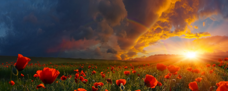 poppies with clouds at sunset